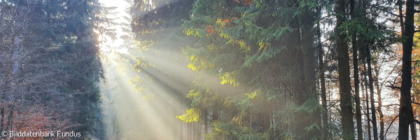 Sonnenstrahlen im Wald